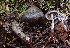  (Rhodocybe - HAY-F-000438)  @11 [ ] cc-by-nc (2023) Damon Tighe FunDiS