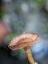  ( - HAY-F-002089)  @11 [ ] by-nc (2023) Stu Pickell Fungal Diversity Survey