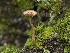  ( - HAY-F-002089)  @11 [ ] by-nc (2023) Stu Pickell Fungal Diversity Survey