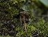 ( - HAY-F-002089)  @11 [ ] by-nc (2023) Stu Pickell Fungal Diversity Survey