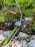  ( - HAY-F-002090)  @11 [ ] by-nc (2023) Stu Pickell Fungal Diversity Survey