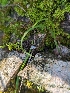  ( - HAY-F-002090)  @11 [ ] by-nc (2023) Stu Pickell Fungal Diversity Survey