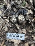  (Helvella sp. CA05 - HAY-F-001250)  @11 [ ] by-nc (2023) Aaron Tupac Fungal Diversity Survey