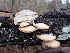  ( - HAY-F-001844)  @11 [ ] by-nc (2023) Sadie Hickey Fungal Diversity Survey