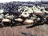  ( - HAY-F-001844)  @11 [ ] by-nc (2023) Sadie Hickey Fungal Diversity Survey
