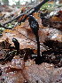  ( - HAY-F-001936)  @11 [ ] by-nc (2023) Sadie Hickey Fungal Diversity Survey