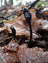  ( - HAY-F-001936)  @11 [ ] by-nc (2023) Sadie Hickey Fungal Diversity Survey