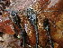  ( - HAY-F-001936)  @11 [ ] by-nc (2023) Sadie Hickey Fungal Diversity Survey