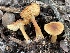  (Rhodocollybia - HAY-F-002771)  @11 [ ] by-nc (2023) Damon Tighe Fungal Diversity Survey