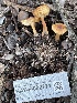  ( - HAY-F-002771)  @11 [ ] by-nc (2023) Damon Tighe Fungal Diversity Survey