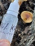  ( - HAY-F-002771)  @11 [ ] by-nc (2023) Damon Tighe Fungal Diversity Survey