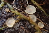  (Hyalorbilia sp. CA02 - HAY-F-002777)  @11 [ ] by-nc (2023) Damon Tighe Fungal Diversity Survey