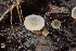  ( - HAY-F-002777)  @11 [ ] by-nc (2023) Damon Tighe Fungal Diversity Survey
