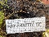  ( - HAY-F-002777)  @11 [ ] by-nc (2023) Damon Tighe Fungal Diversity Survey