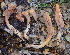  ( - HAY-F-002782)  @11 [ ] by-nc (2023) Damon Tighe Fungal Diversity Survey