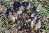  ( - HAY-F-002781)  @11 [ ] by-nc (2023) Damon Tighe Fungal Diversity Survey