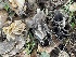  ( - HAY-F-002781)  @11 [ ] by-nc (2023) Damon Tighe Fungal Diversity Survey