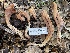  ( - HAY-F-002782)  @11 [ ] by-nc (2023) Damon Tighe Fungal Diversity Survey