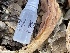  (Clavariadelphaceae - HAY-F-002782)  @11 [ ] by-nc (2023) Damon Tighe Fungal Diversity Survey