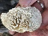  ( - HAY-F-002785)  @11 [ ] by-nc (2023) Damon Tighe Fungal Diversity Survey