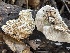 ( - HAY-F-002785)  @11 [ ] by-nc (2023) Damon Tighe Fungal Diversity Survey