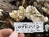  ( - HAY-F-002785)  @11 [ ] by-nc (2023) Damon Tighe Fungal Diversity Survey