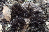  (Thelephorales - HAY-F-002786)  @11 [ ] by-nc (2023) Damon Tighe Fungal Diversity Survey