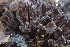  ( - HAY-F-002786)  @11 [ ] by-nc (2023) Damon Tighe Fungal Diversity Survey