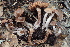  ( - HAY-F-002788)  @11 [ ] by-nc (2023) Damon Tighe Fungal Diversity Survey