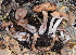  (Cortinarius sp. Telamonia-CA01 - HAY-F-002788)  @11 [ ] by-nc (2023) Damon Tighe Fungal Diversity Survey