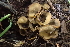  (Ascorhizoctonia - HAY-F-002795)  @11 [ ] by-nc (2023) Damon Tighe Fungal Diversity Survey