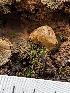  ( - HAY-F-002112)  @11 [ ] by-nc (2023) Stu Pickell Fungal Diversity Survey