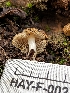  ( - HAY-F-002112)  @11 [ ] by-nc (2023) Stu Pickell Fungal Diversity Survey