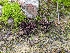 (Thelephora sp. CA06 - HAY-F-002116)  @11 [ ] by-nc (2023) Stu Pickell Fungal Diversity Survey