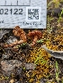  ( - HAY-F-002122)  @11 [ ] by-nc (2023) Stu Pickell Fungal Diversity Survey