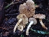  ( - HAY-F-001809)  @11 [ ] by-nc (2023) Sadie Hickey Fungal Diversity Survey
