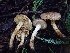  ( - HAY-F-001809)  @11 [ ] by-nc (2023) Sadie Hickey Fungal Diversity Survey