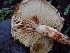  ( - HAY-F-001809)  @11 [ ] by-nc (2023) Sadie Hickey Fungal Diversity Survey