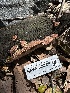  ( - HAY-F-002605)  @11 [ ] c (2023) Rudy Diaz Fungal Diversity Survey