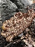  ( - HAY-F-002605)  @11 [ ] c (2023) Rudy Diaz Fungal Diversity Survey