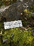 ( - HAY-F-002616)  @11 [ ] c (2023) Rudy Diaz Fungal Diversity Survey