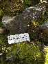  ( - HAY-F-002616)  @11 [ ] c (2023) Rudy Diaz Fungal Diversity Survey