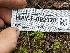  (Geopora sp. CA05 - HAY-F-002128)  @11 [ ] by-nc (2023) Stu Pickell Fungal Diversity Survey