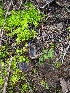  ( - HAY-F-002128)  @11 [ ] by-nc (2023) Stu Pickell Fungal Diversity Survey