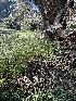  ( - HAY-F-001234)  @11 [ ] by-nc (2023) Aaron Tupac Fungal Diversity Survey