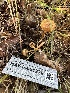  ( - HAY-F-001274)  @11 [ ] by-nc (2023) Aaron Tupac Fungal Diversity Survey