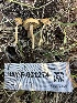  ( - HAY-F-001274)  @11 [ ] by-nc (2023) Aaron Tupac Fungal Diversity Survey