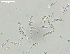 ( - HAY-F-002607)  @11 [ ] c (2023) Rudy Diaz Fungal Diversity Survey