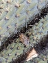  ( - HAY-F-002105)  @11 [ ] by-nc (2023) Stu Pickell Fungal Diversity Survey