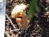  ( - HAY-F-002098)  @11 [ ] by-nc (2023) Stu Pickell Fungal Diversity Survey